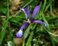 Iris lorea